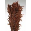 WILD OATS 38" Chocolate- WILD OATS 38" Chocolate-